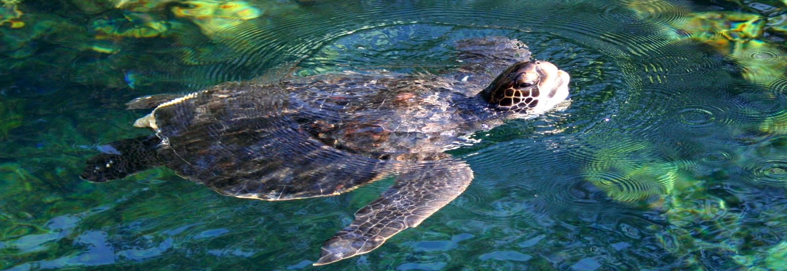 Aventura y Ecoturismo en puerto-escondido